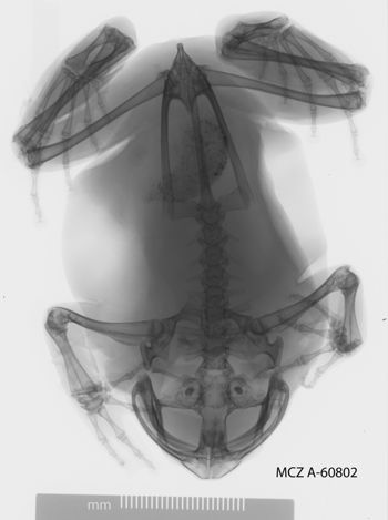 Media type: image;   Herpetology A-60802